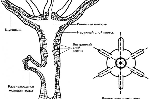 Кракен в обход