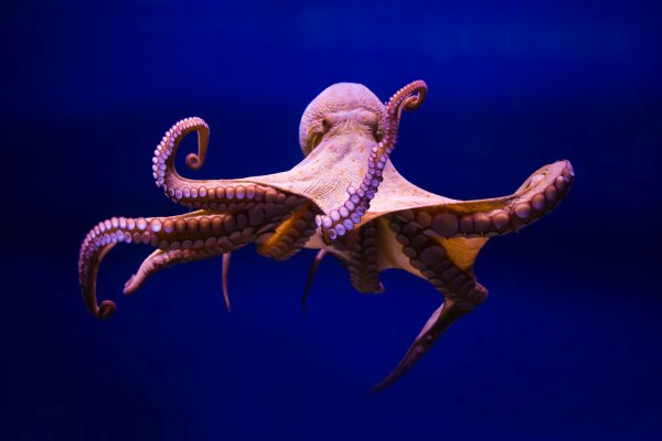 Kraken link