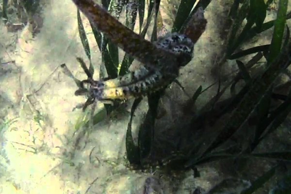 Kraken 22at